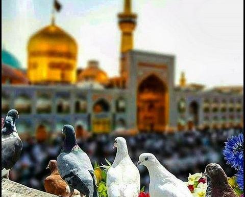 عکسی از شهادت امام رضا