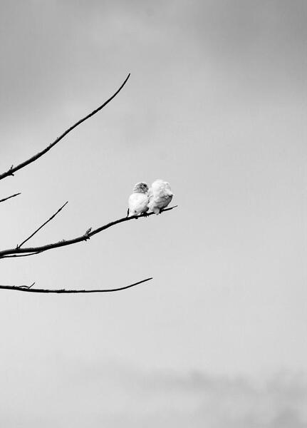 عکس پری دریایی سیاه سفید