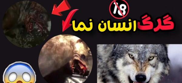 عکس سگ گرگ نما