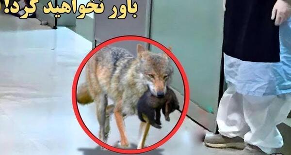 عکس سگ گرگ نما