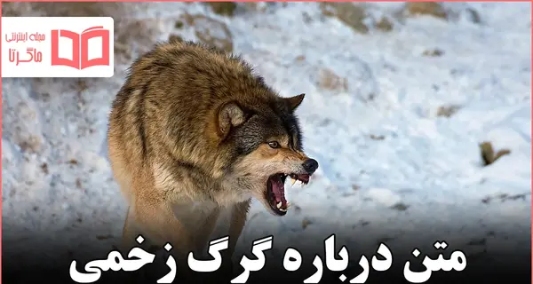 عکس پروفایل گرگ زخمی با متن