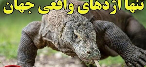 عکس مارمولک اژدهای کومودو
