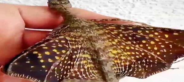 عکس مارمولک بالدار و شاخدار