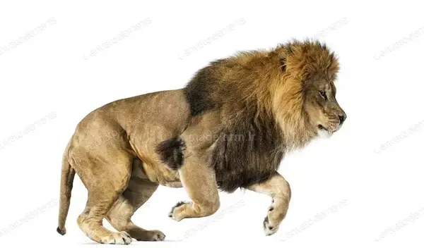 عکس بک گراند شیر و خورشید