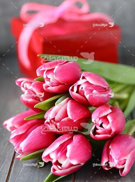 عکس گل گلبهی رنگ