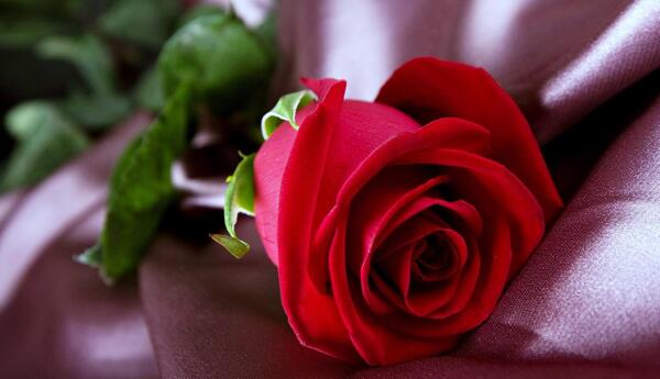 عکس گل رز برای والپیپر