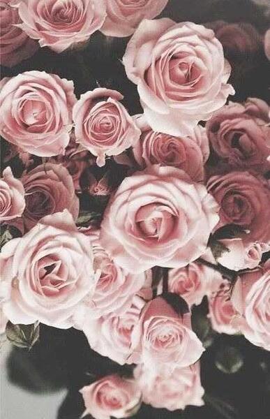 عکس گل رز برای والپیپر