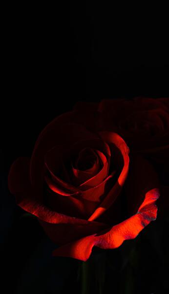 عکس گل رز برای والپیپر
