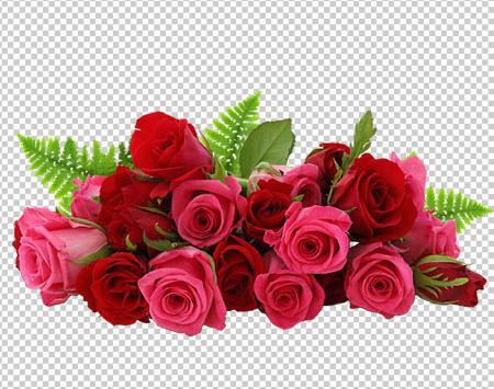 عکس گل رز قرمز بک گراند