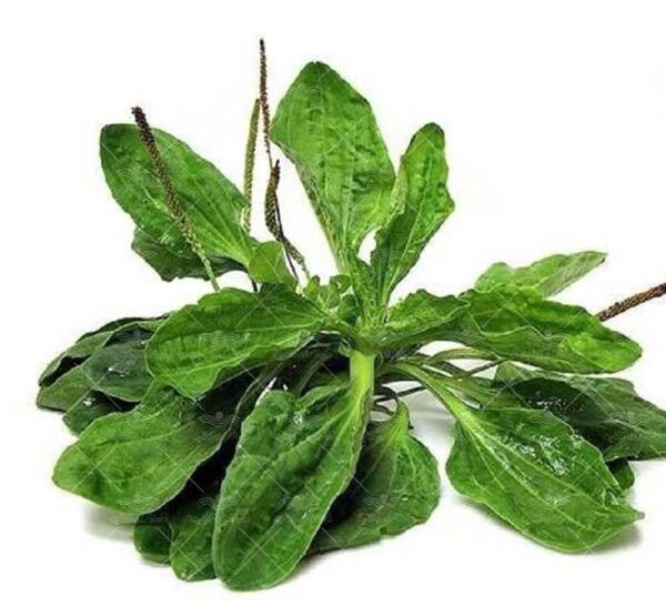 عکس بارهنگ