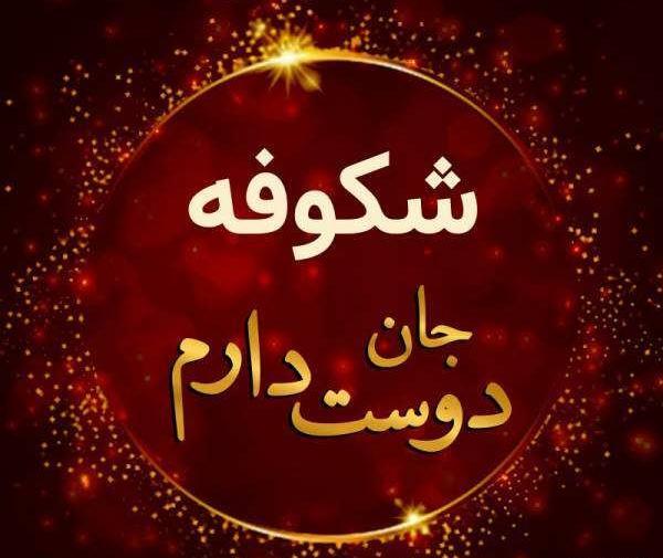 عکس پروفایل پسرانه شاهین