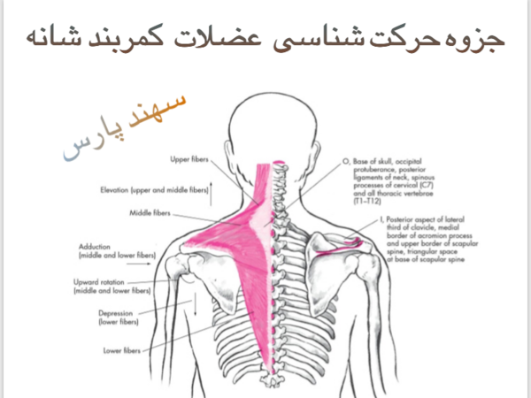 عکس کمربند شانه ای