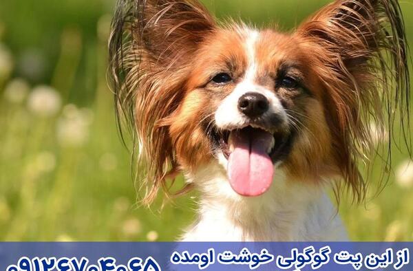 عکس سگ نژاد پاپیلون