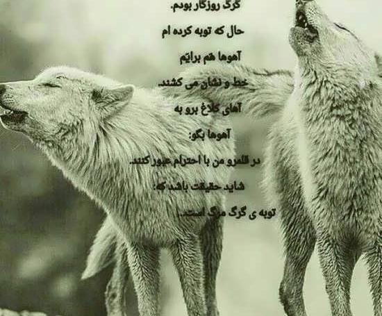 عکس لاتی پسرانه گرگ