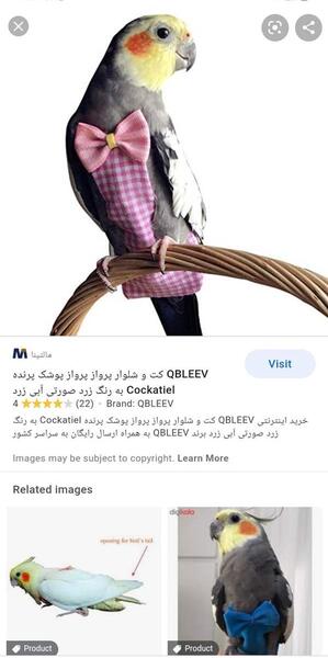 عکس کت و شلوار عروس هلندی