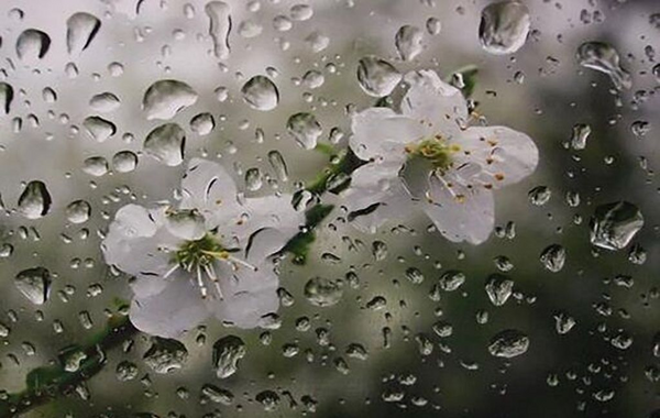 عکس هوای بارانی مشهد