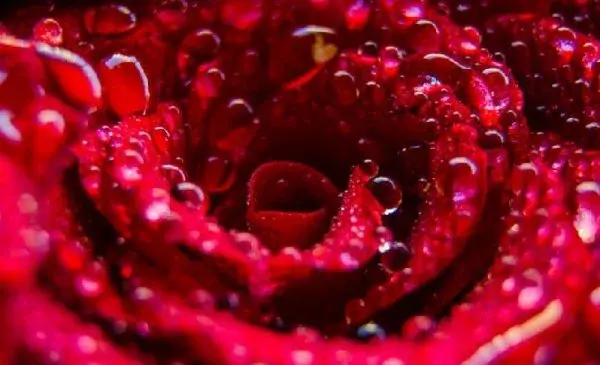 عکس از بافت های طبیعی