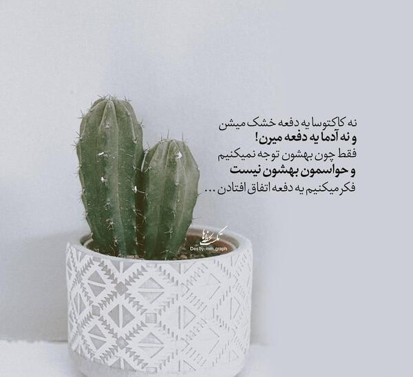 دانلود عکس کاکتوس برای پروفایل