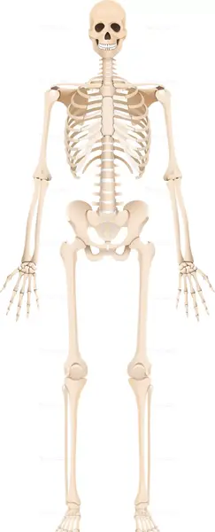 عکس اسکلت کله انسان