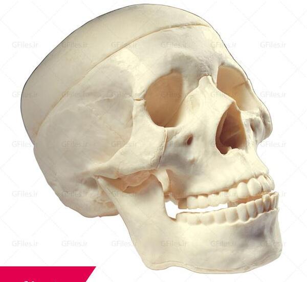 عکس اسکلت کله انسان