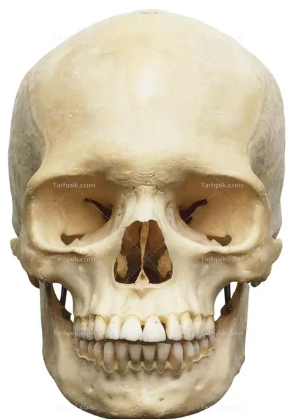 عکس اسکلت کله آدم