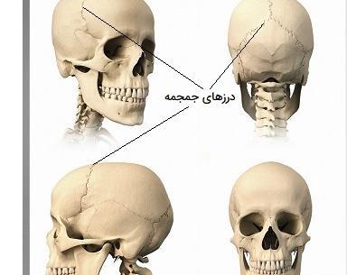عکس اسکلت کله آدم