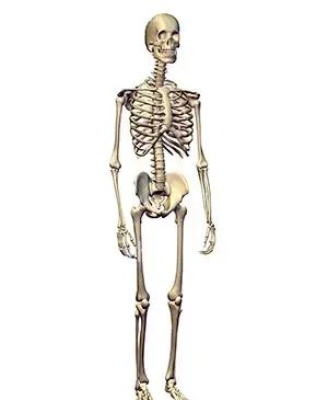 عکس اسکلت کله آدم