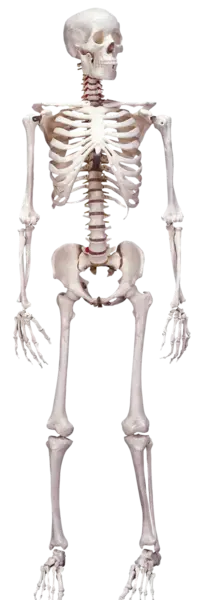 عکس کله اسکلت واقعی
