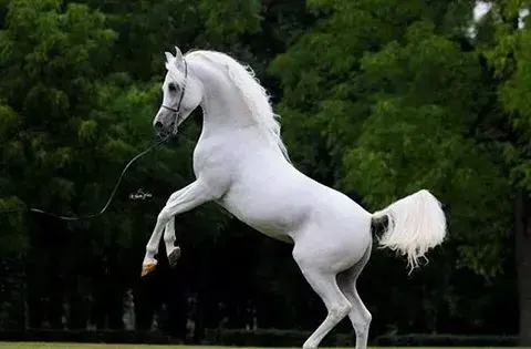 تعبیر خواب عکس اسب