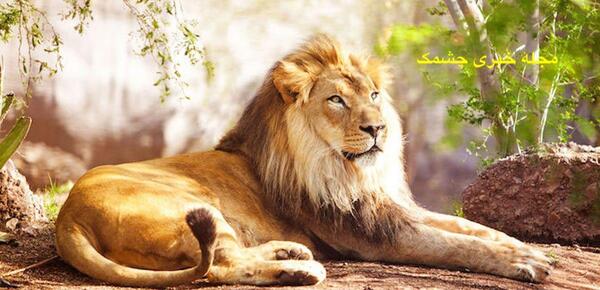 تعبیر خواب عکس شیر