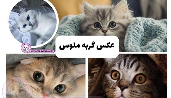 عکس فانتزی گربه گوگولی