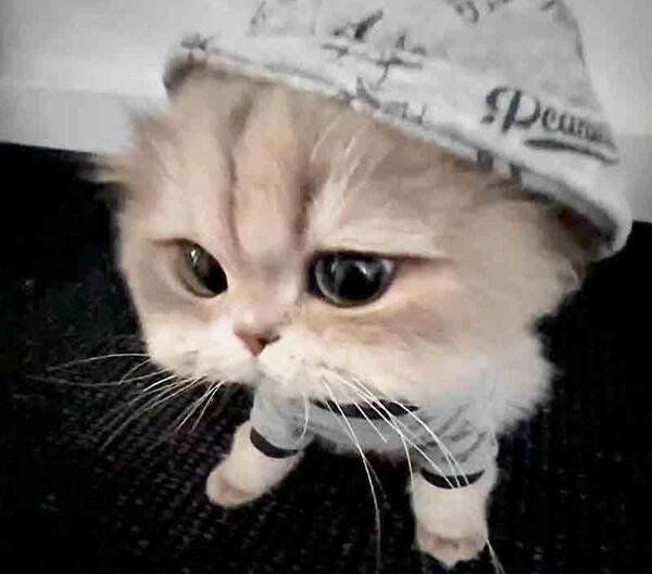 عکس های فانتزی گربه