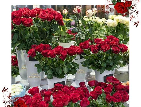 تعبیر خواب عکس گل رز