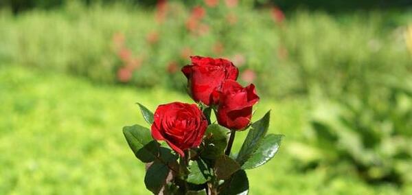 تعبیر خواب عکس گل