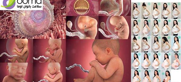 عکس جنین 90 روزه