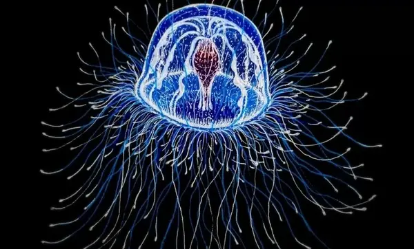 عکس عروس دریایی و پری دریایی