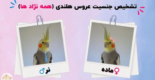 عکس عروس هلندی سفید نر و ماده