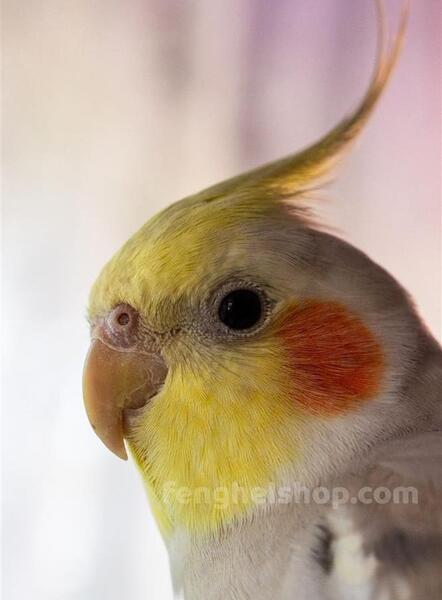 عکس عروس هلندی سفید نر و ماده