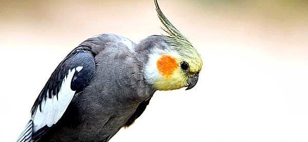 عکس عروس هلندی و صدای عروس هلندی