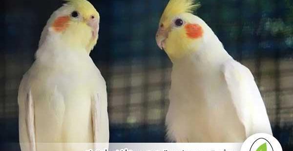 عکس عروس هلندی نر یا ماده