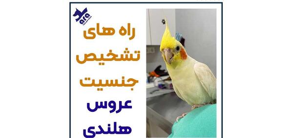 عکس عروس هلندی نر یا ماده