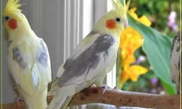 عکس نوزادی عروس هلندی