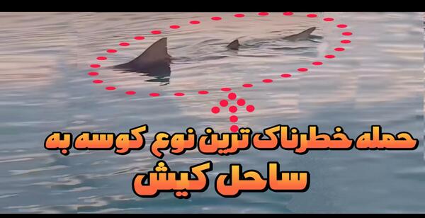 عکس کوسه دریای خلیج فارس