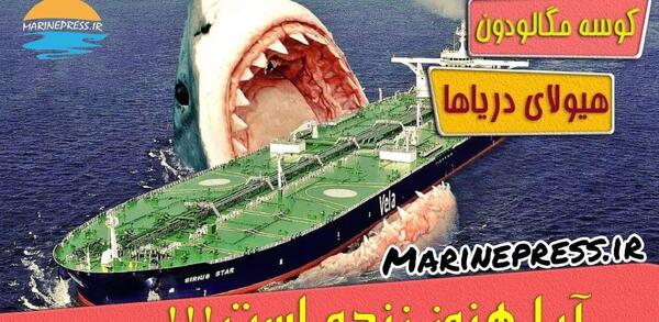 عکس کوسه دریای خلیج فارس