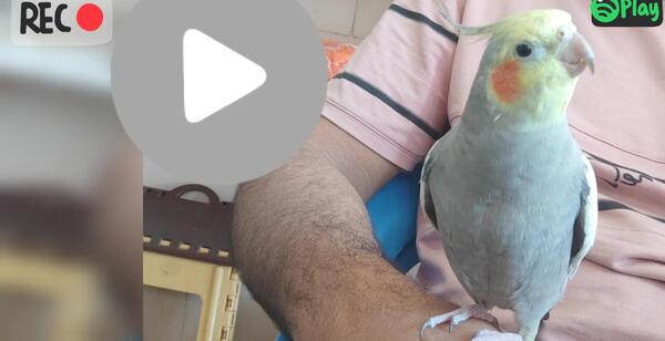 عکس عروس هلندی با صدا