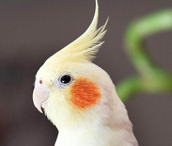 عکس عروس هلندی با صدا