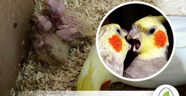عکس عروس هلندی 6 ماهه