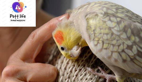 عکس عروس هلندی به اسم چیکو