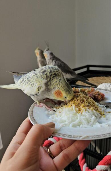 عکس عروس هلندی چی می خوره