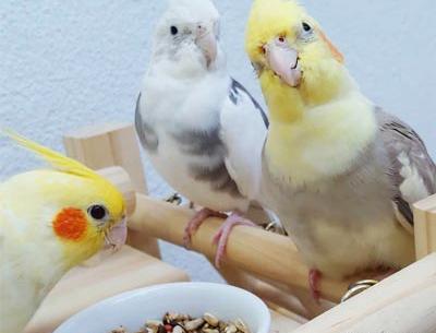 عکس عروس هلندی چی می خوره